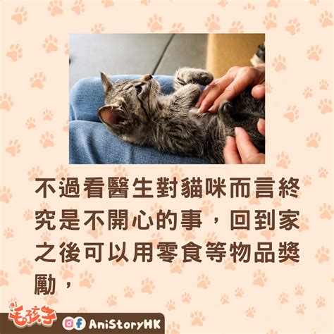 母貓會拋棄小貓嗎|貓咪飼養